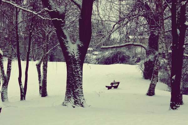 Banco solitario en el bosque cubierto de nieve