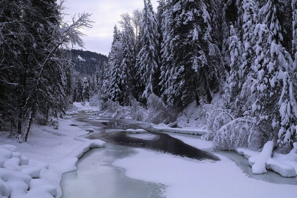 Foresta invernale con fiume congelato