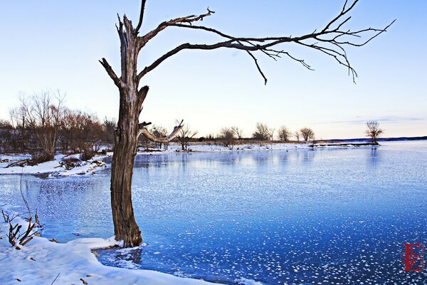 Ein Baum mitten im gefrorenen Wasser