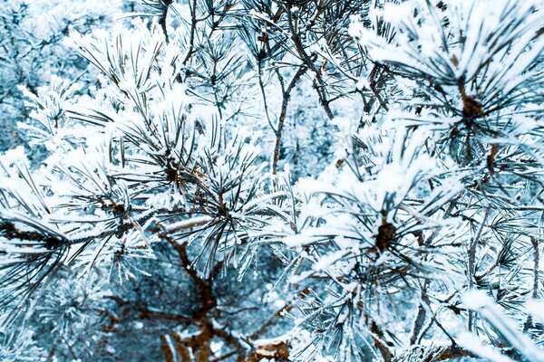 Agulhas de pinheiro de inverno na floresta