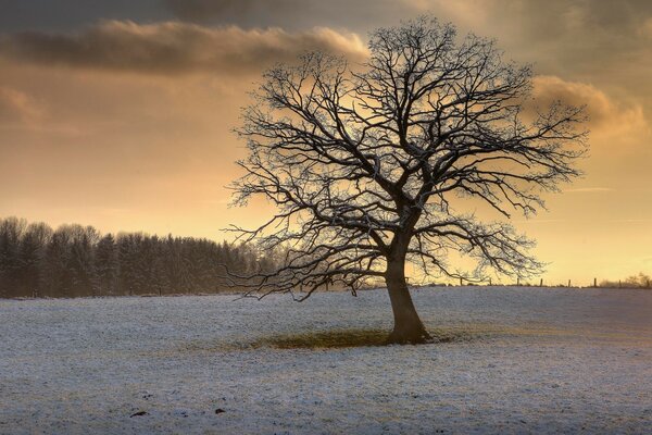 Ein einsamer Baum trifft die Morgendämmerung