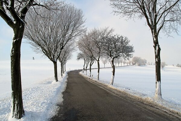 Straße im Winter mit Bäumen am Straßenrand