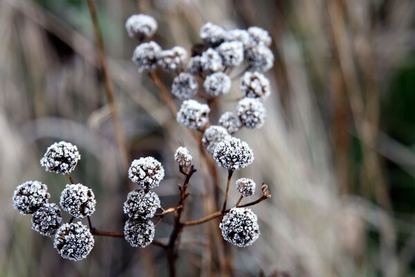 Winter branch close-up