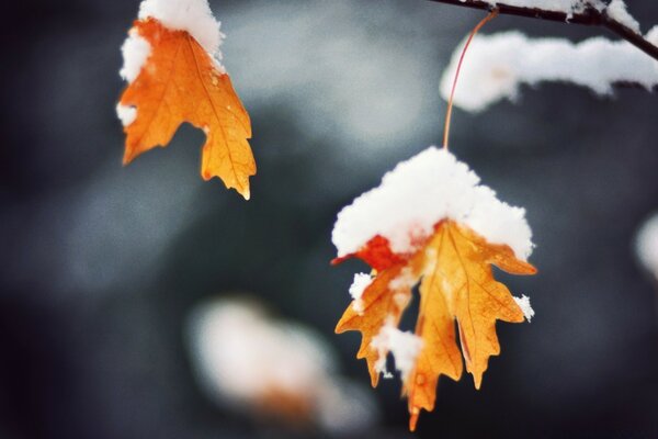 Hojas de arce naranja de otoño bajo la nieve