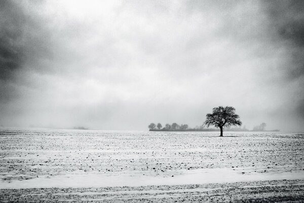 Arbre solitaire dans le gel gris