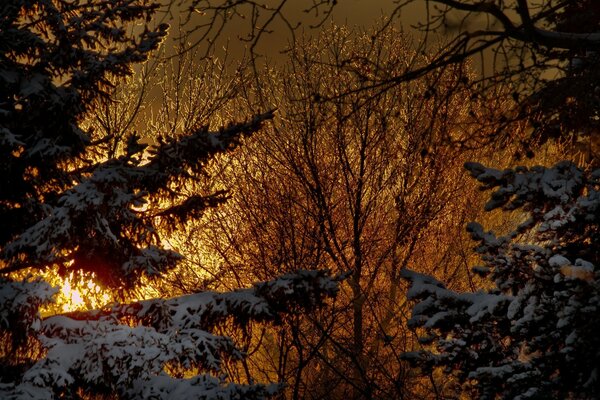 Заснеженные деревья в лесу и рассвет