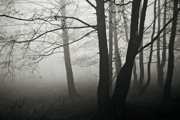 Forêt sombre d automne brumeux