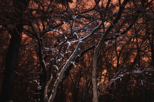 Ramos de árvores cobertas de neve no fundo de um pôr do sol roxo