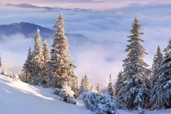 Vista do topo do abeto na neve e neblina sob eles