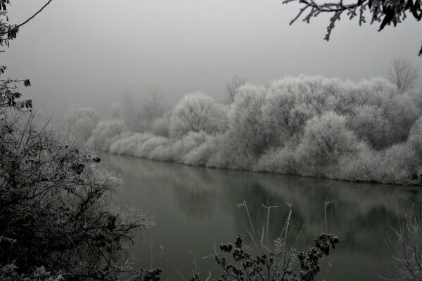 Bosque de invierno con un lago en la niebla