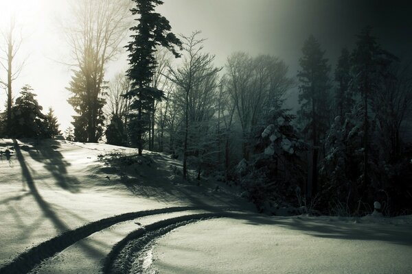 Autospuren in einem düsteren Wald im Winter