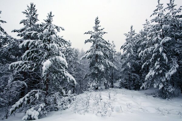 Snow-covered fir trees in the winter forest