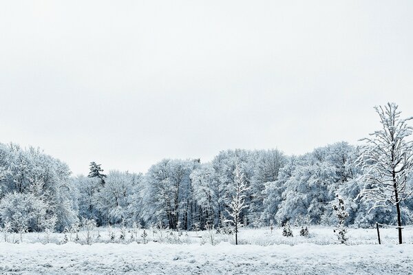 Winterlandschaft. Russischer Winter. Winterwald