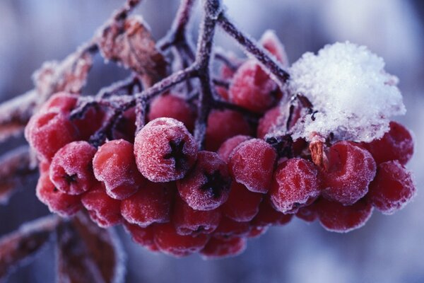 Frozen mountain ash is loved by bullfinches