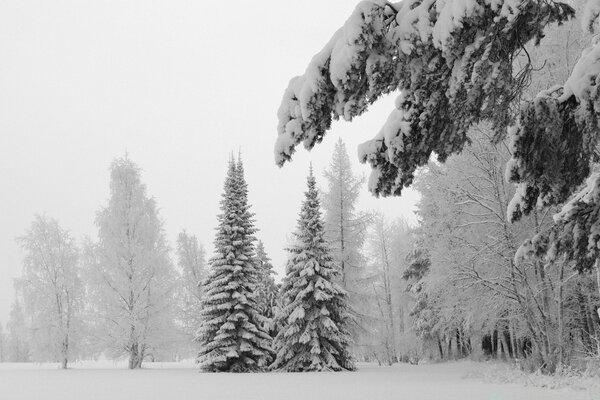 Snow-covered trees in a foggy forest