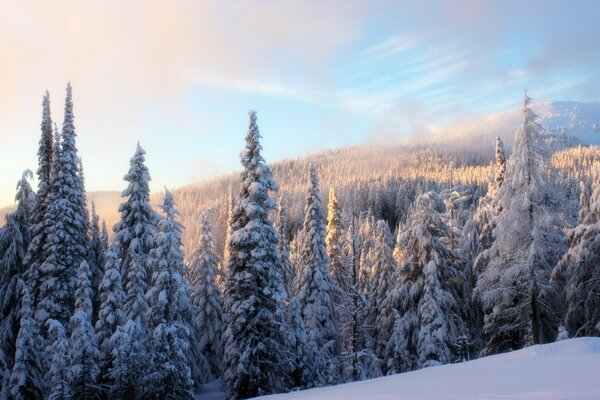 Winter Christmas trees against the sky