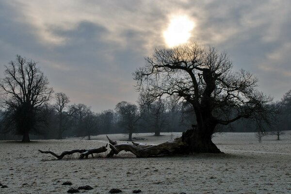 Baum im Winter im Feld auf Himmelshintergrund