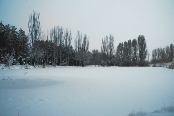 Winterlandschaft des verschneiten Waldes