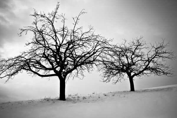 Arbres nus Solitaires dans le brouillard