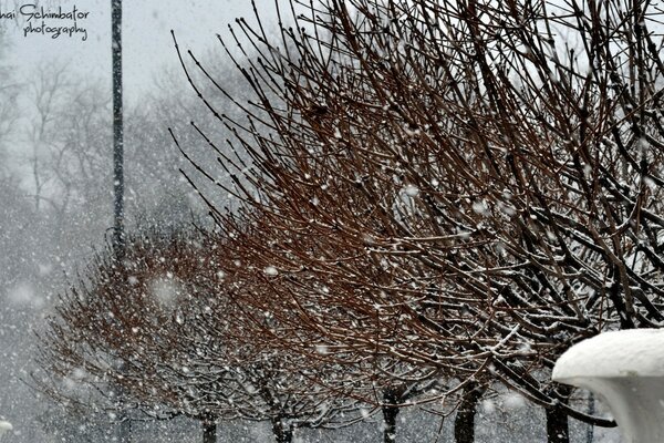 在降雪下的公园里的树木小巷