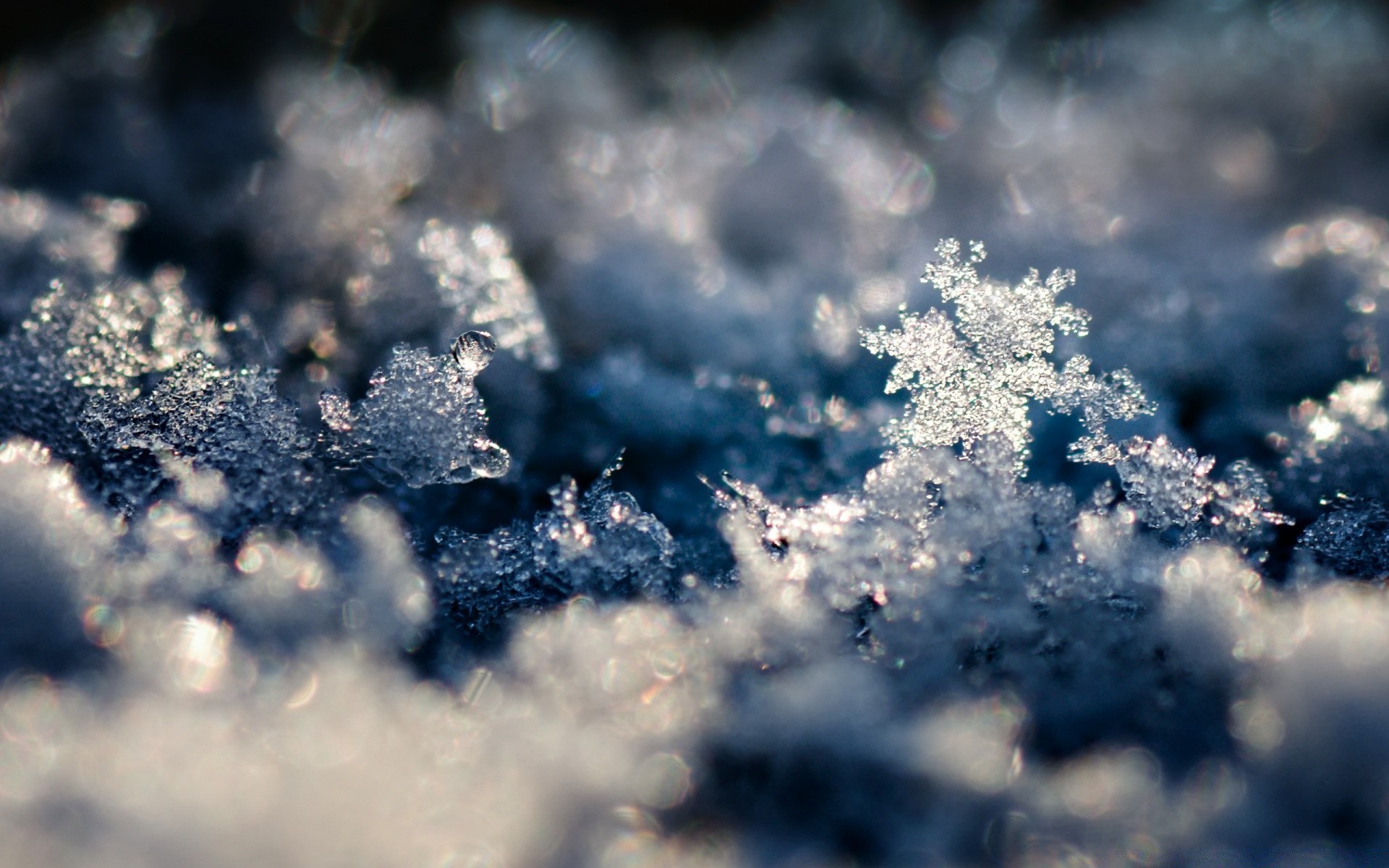 winter snow frost nature outdoors ice cold tree