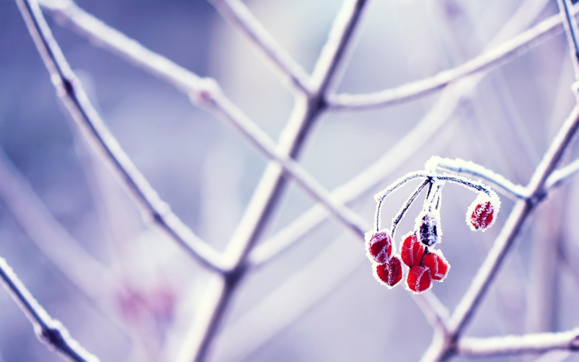 inverno natureza aranha geada neve ao ar livre flor gelo borrão