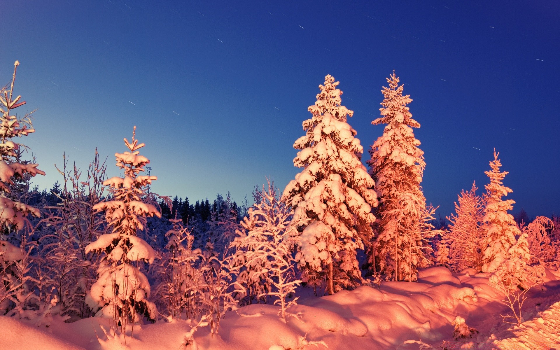 winter snow tree wood evergreen conifer outdoors season frost cold pine landscape nature christmas scenic