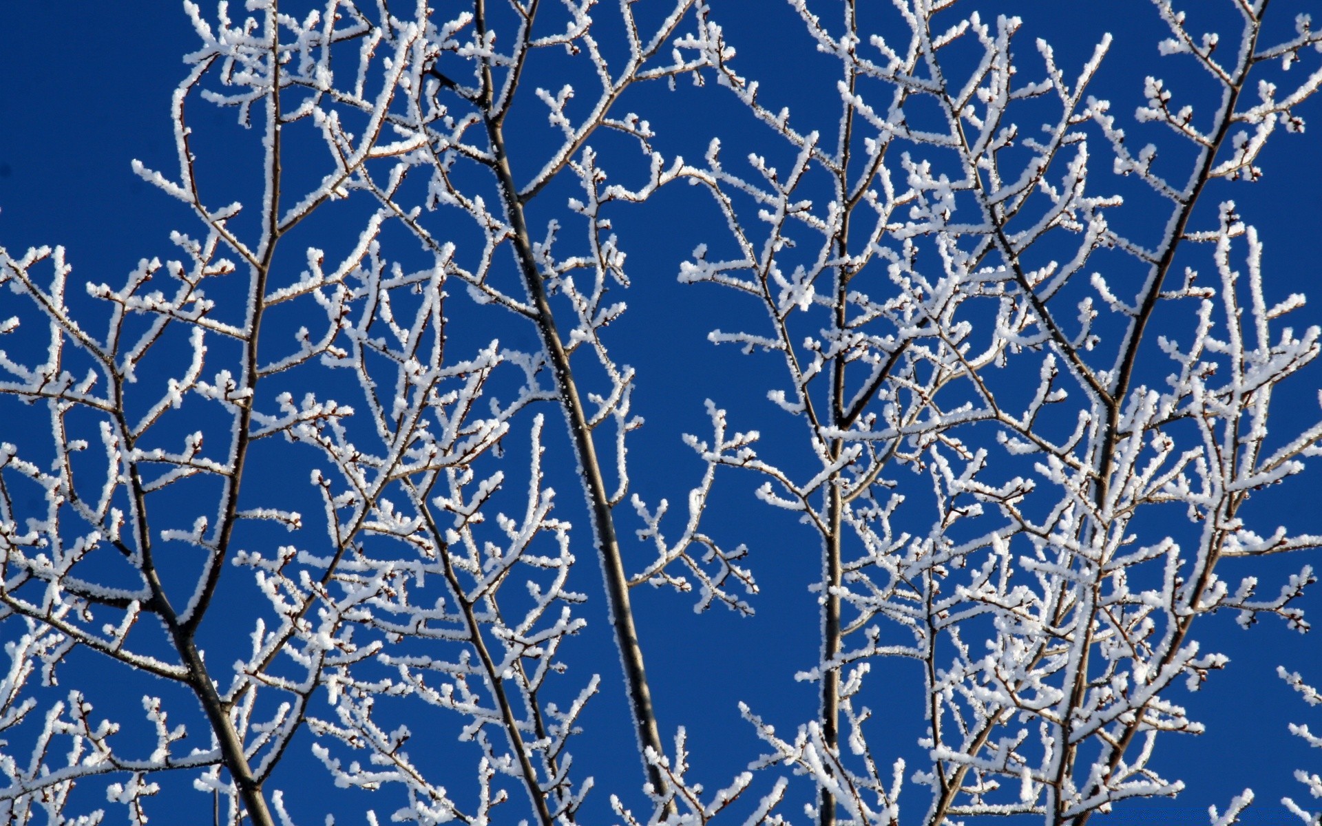 winter zweig baum frost jahreszeit kälte natur blatt flora schnee blauer himmel gefroren blume holz desktop wetter im freien