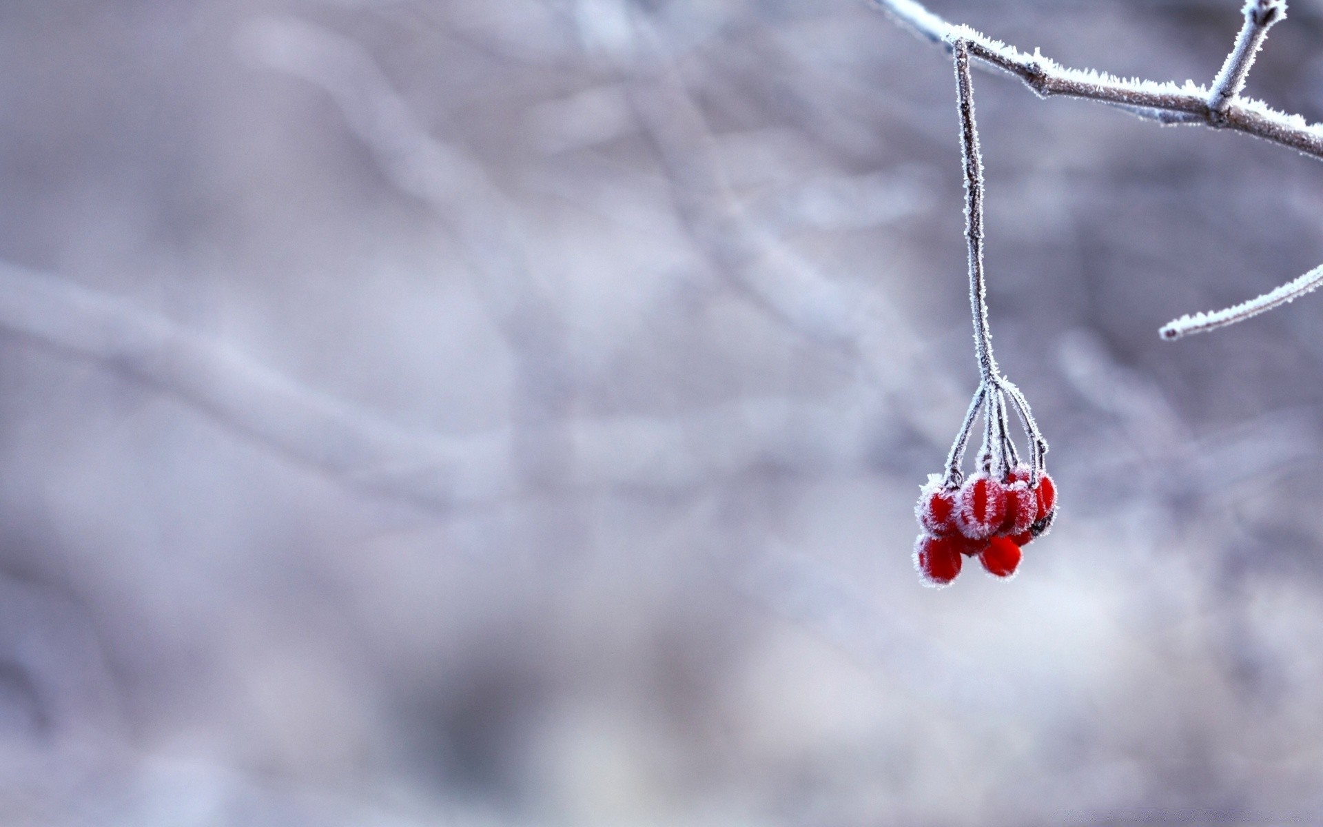 winter snow frost nature outdoors frozen ice cold christmas tree fall branch blur weather