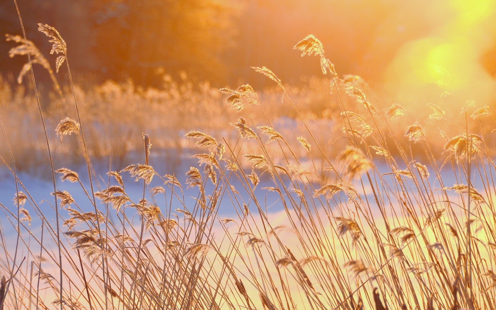 inverno cereali grano rurale campo pascolo sole pane oro erba mais estate paglia seme raccolto natura fattoria segale bel tempo crescita campagna