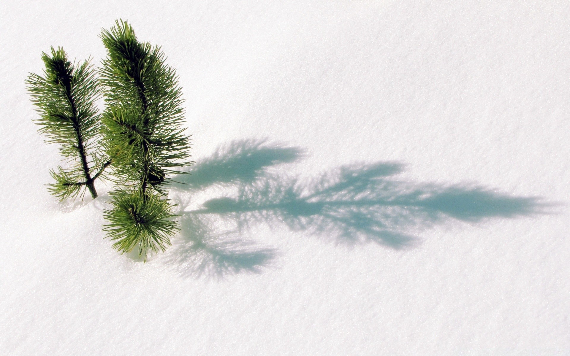 winter snow tree christmas nature outdoors frost conifer evergreen weather season landscape cold pine daylight sky