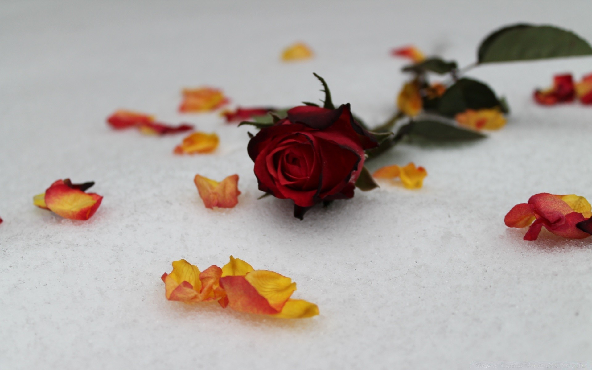 hiver fleur nature morte rose feuille amour romance