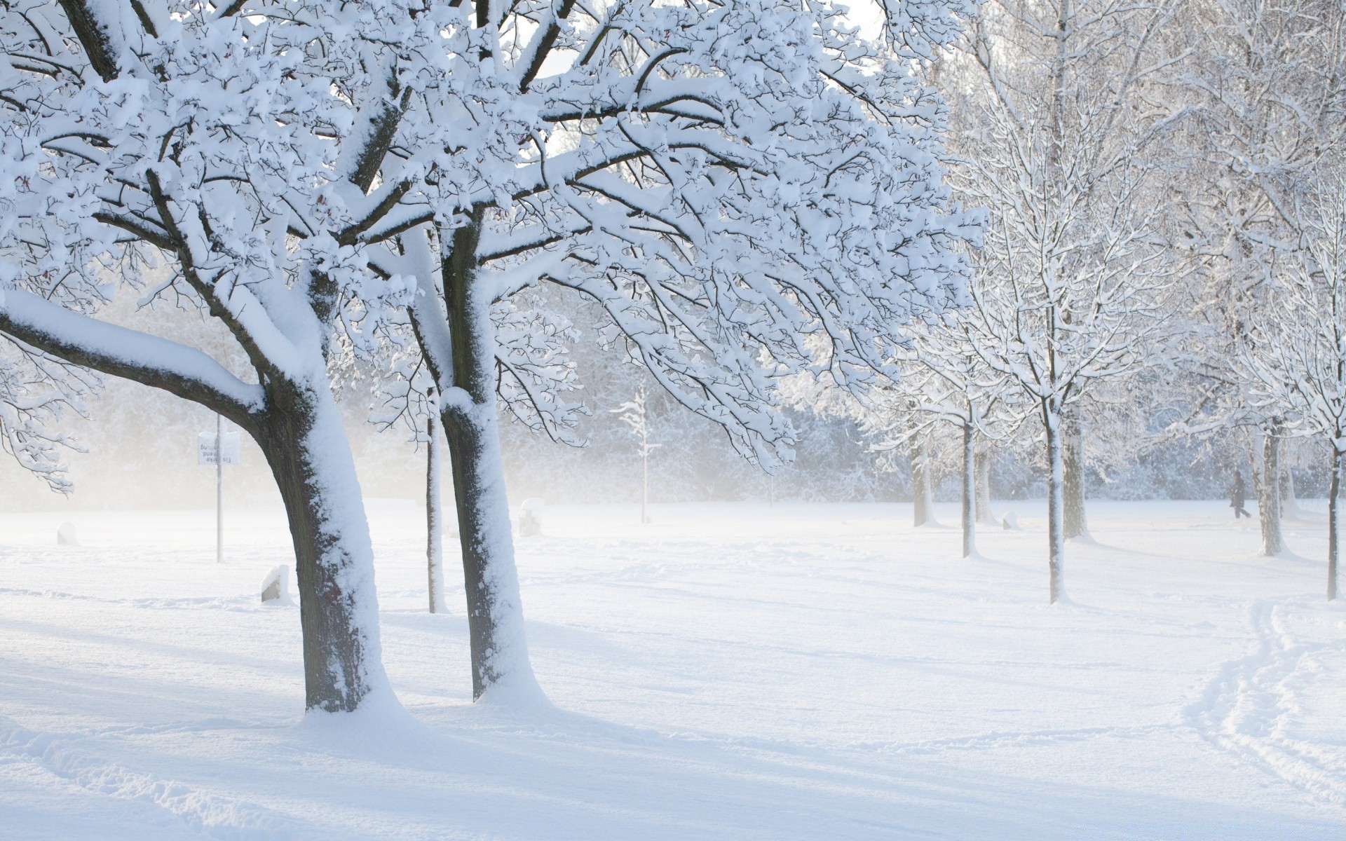 inverno neve geada frio congelado tempo árvore gelo temporada neve nevasca gelado ramo paisagem madeira neve-branco neve gelo cena