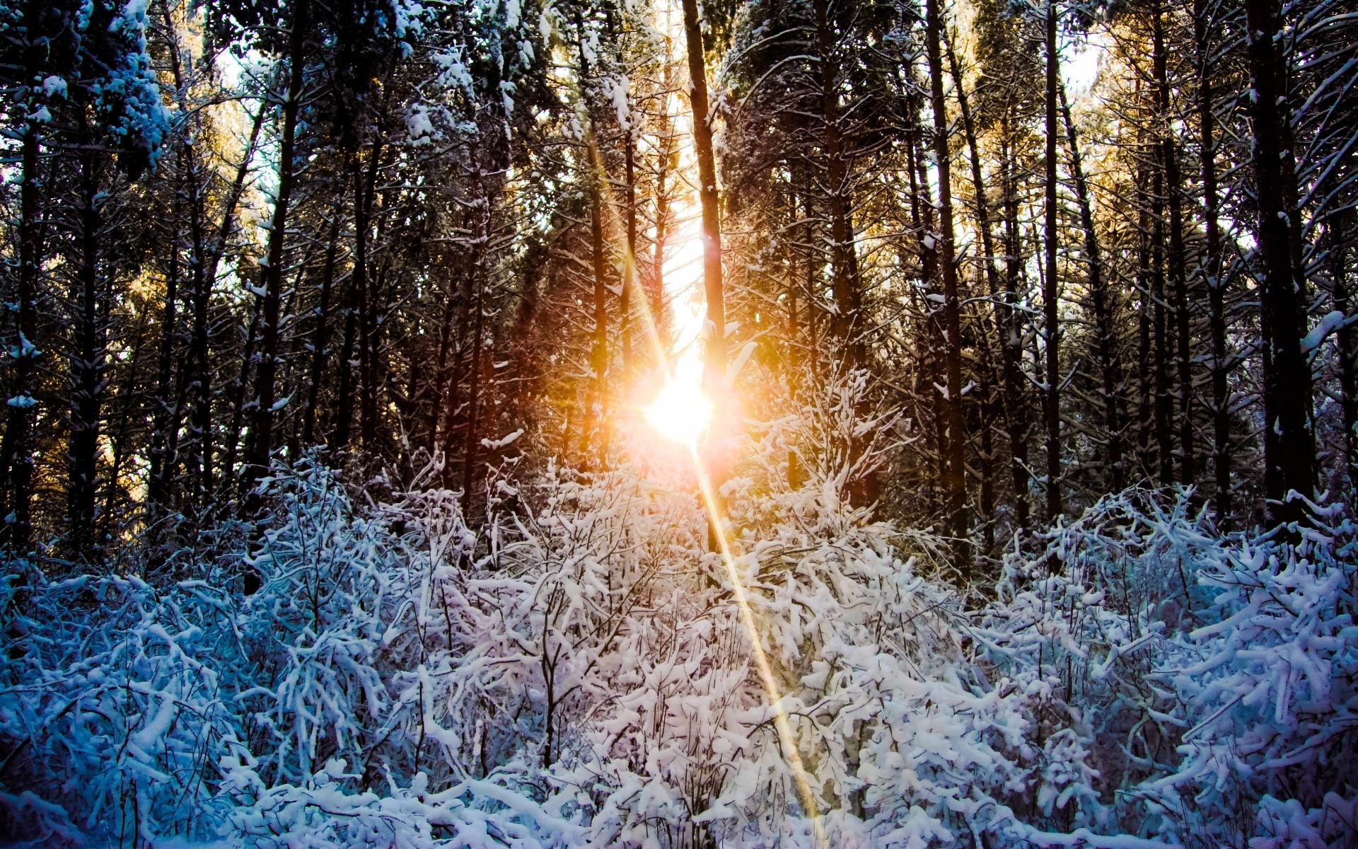 invierno madera escarcha nieve árbol temporada frío naturaleza paisaje buen tiempo congelado luz al aire libre parque pino sol brillante escena escritorio tiempo