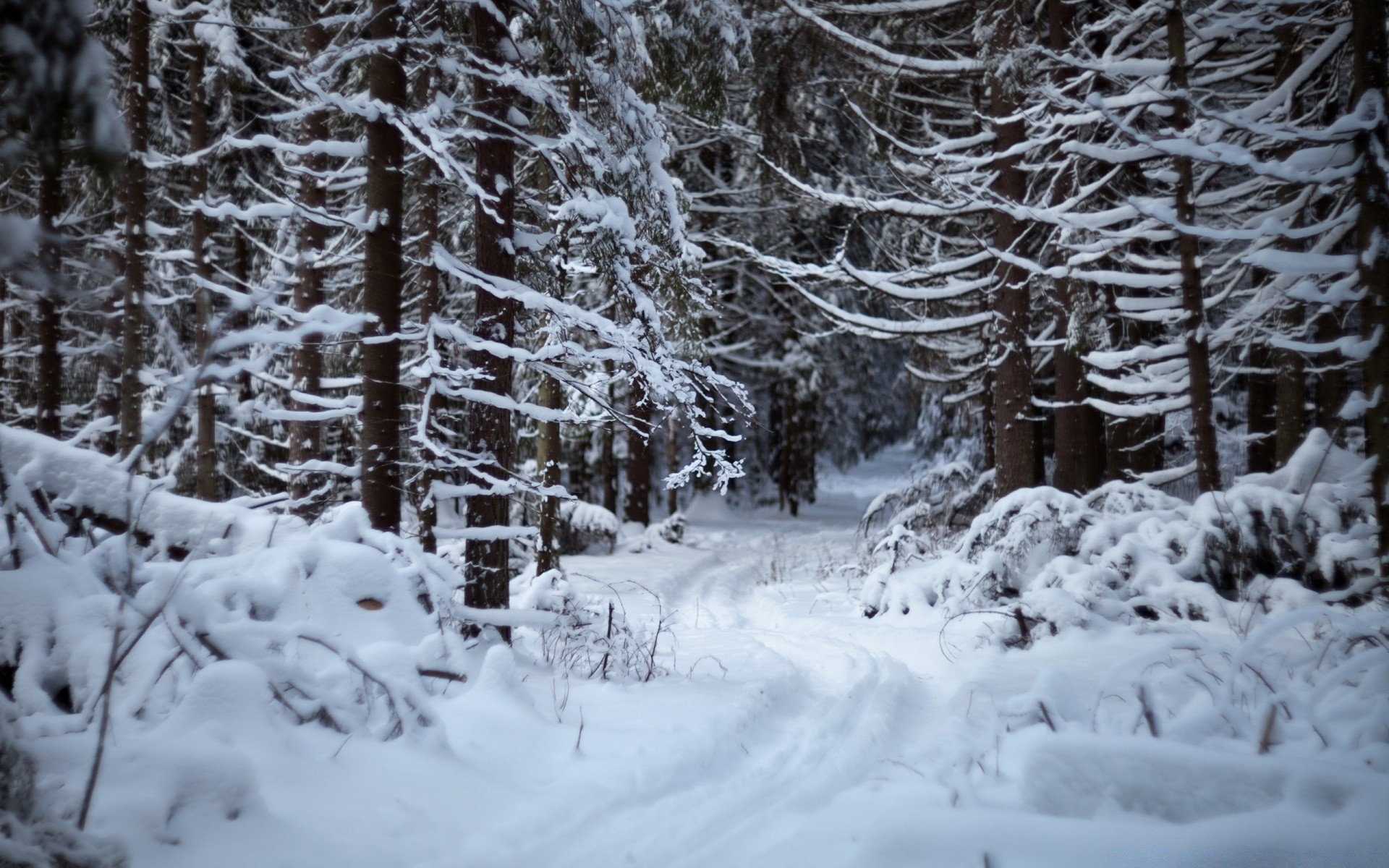 hiver neige froid gel congelé bois glace météo bois saison paysage scénique givré glacial neigeux tempête de neige neige-blanc congère