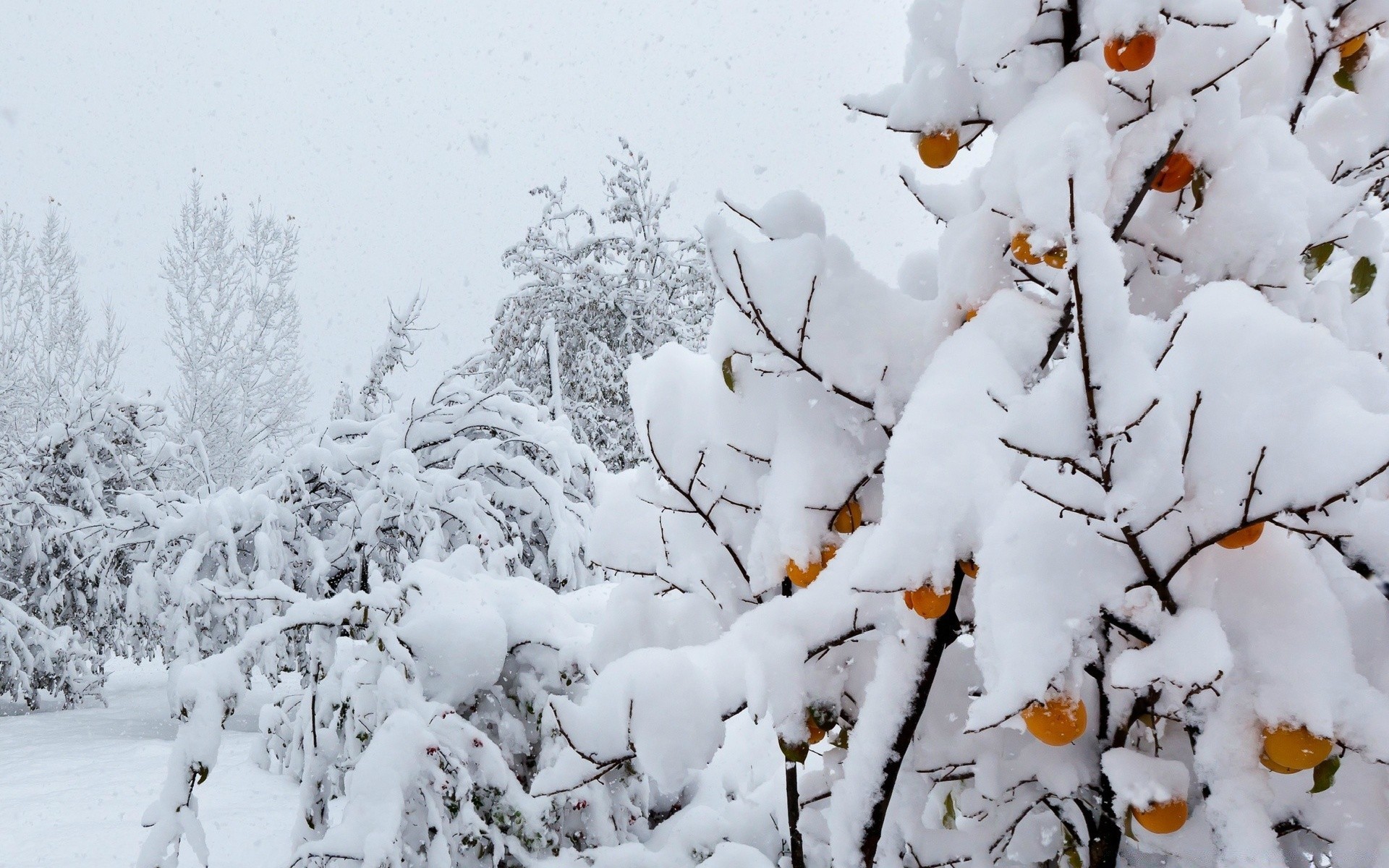 winter schnee frost kälte gefroren saison baum wetter frostig eis holz zweig im freien natur schnee-weiß schneesturm landschaft