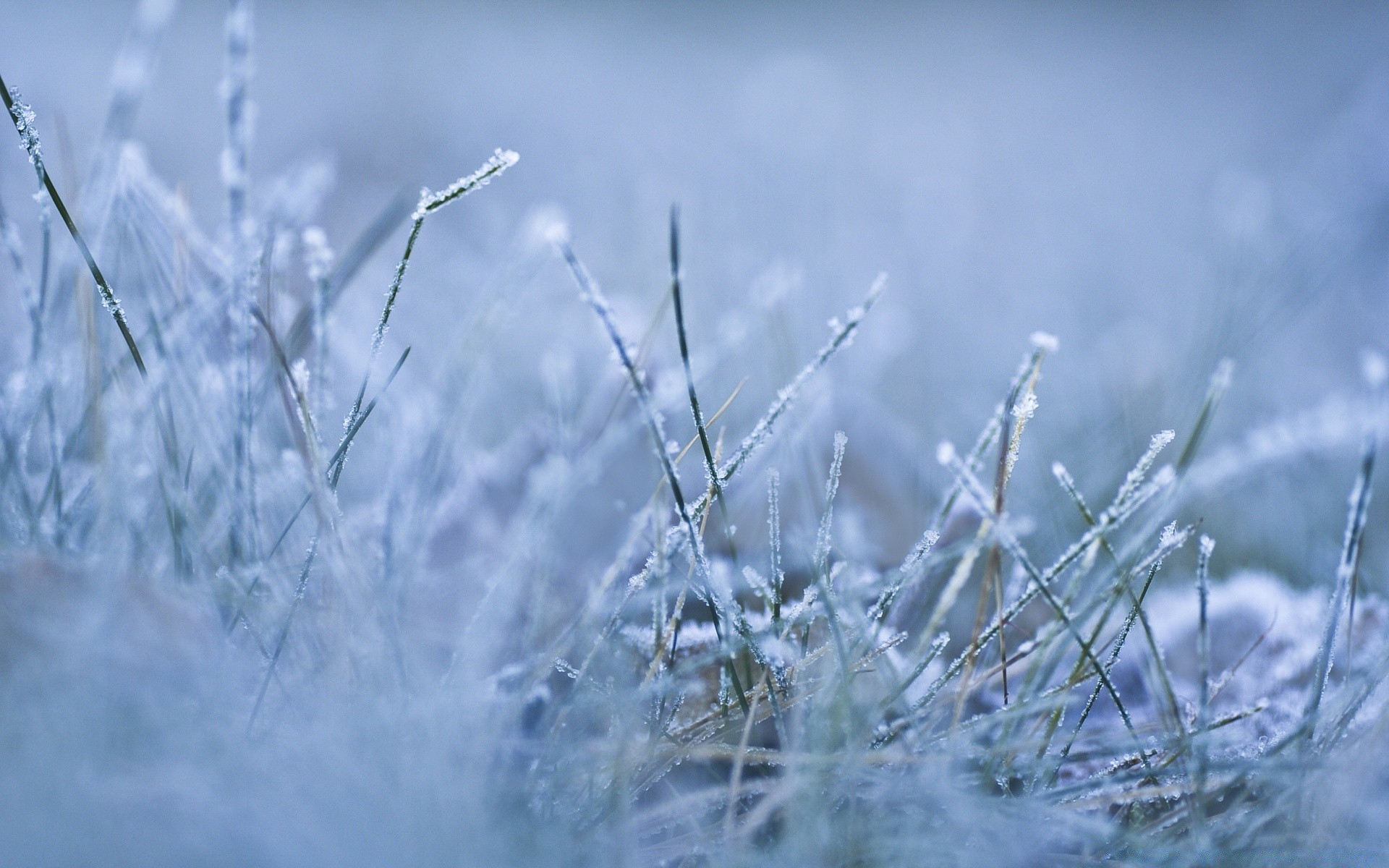 winter nature snow frost sky weather fair weather dawn grass sun growth cold landscape dew outdoors field frozen leaf