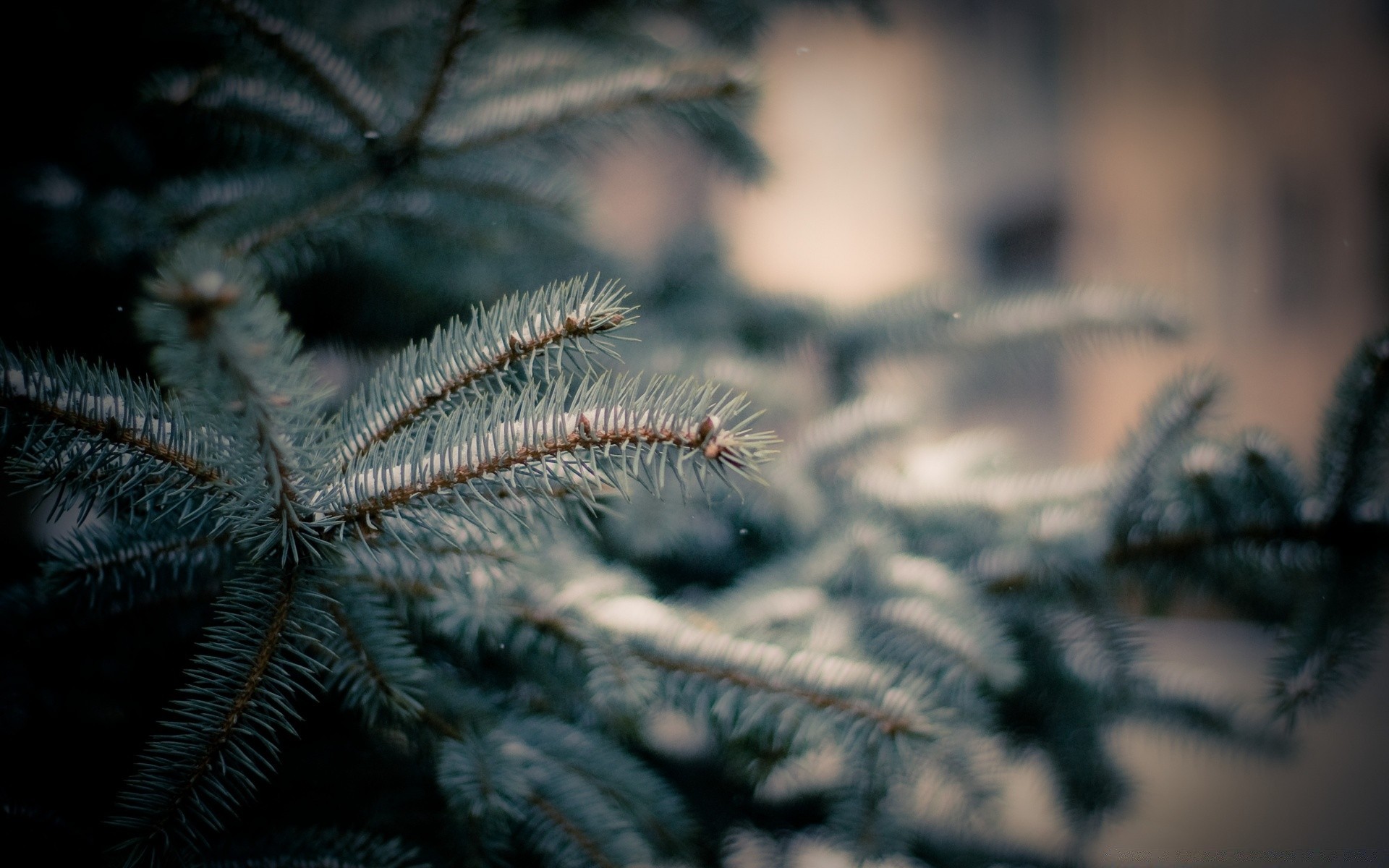 inverno natal natureza árvore agulhas invertebrados close-up desktop neve