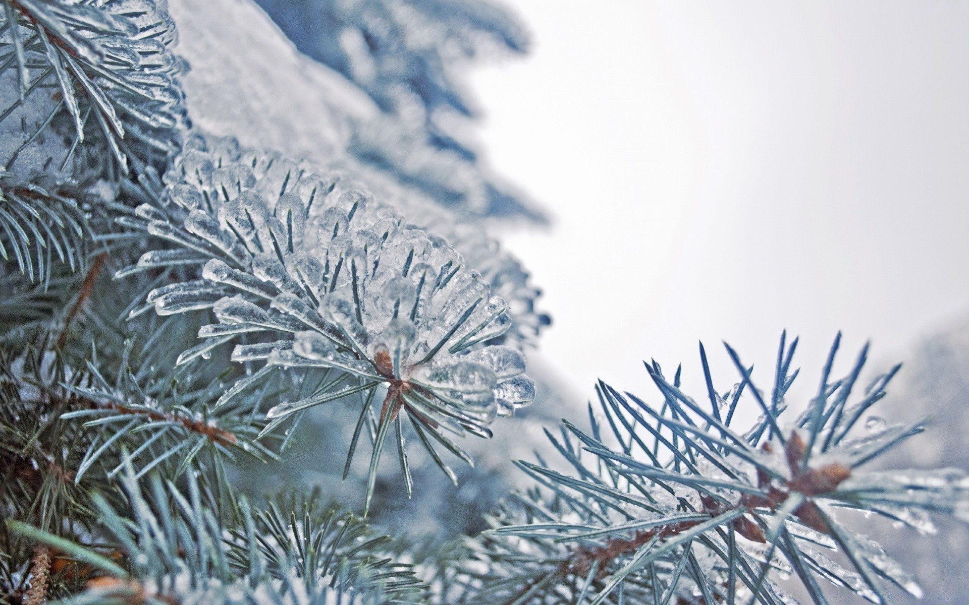 inverno natale neve gelo ago pino albero stagione abete rosso abete evergreen ramo freddo conifere conifere congelato fiocco di neve natura decorazione