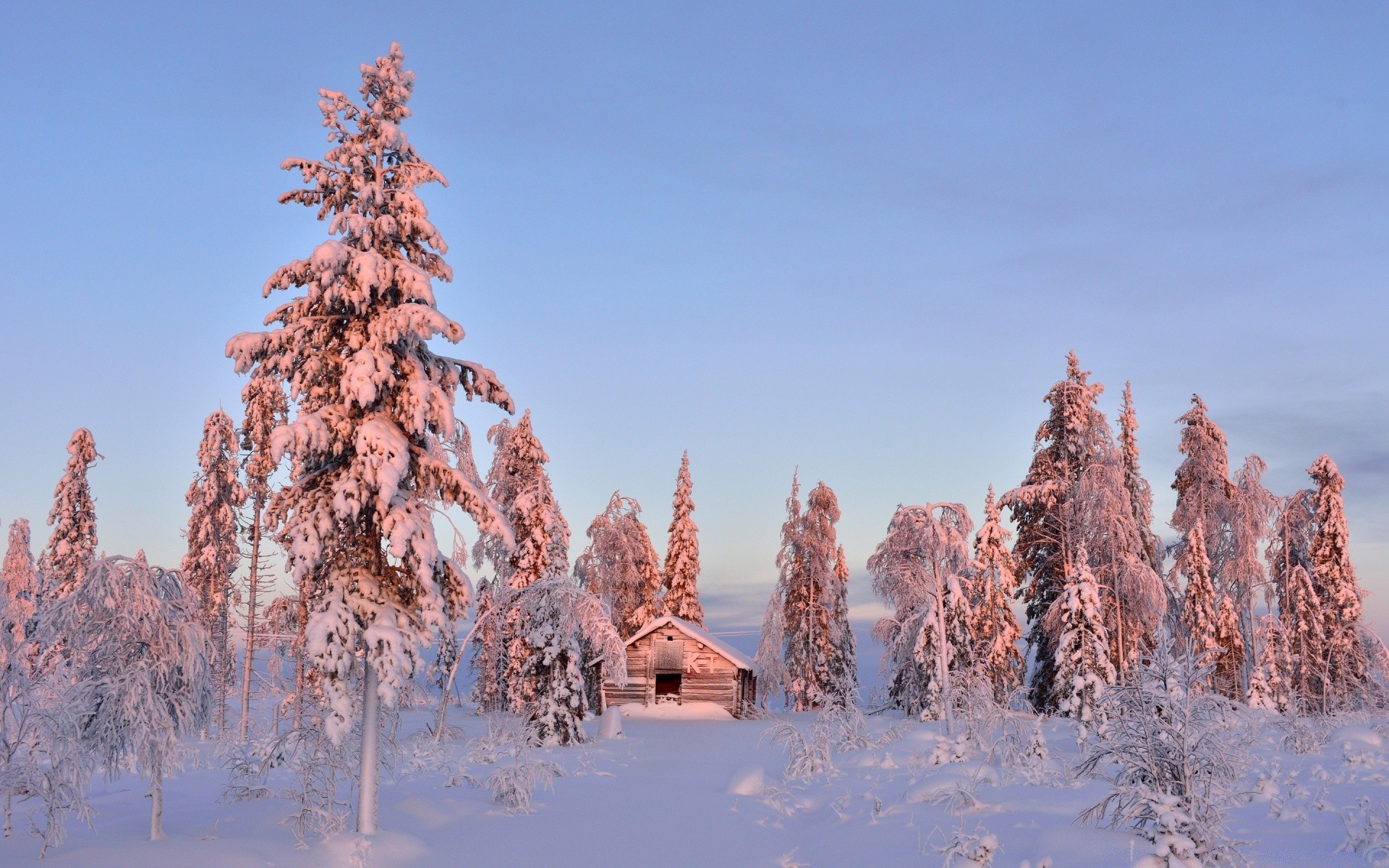 winter snow cold frost wood outdoors tree nature landscape ice