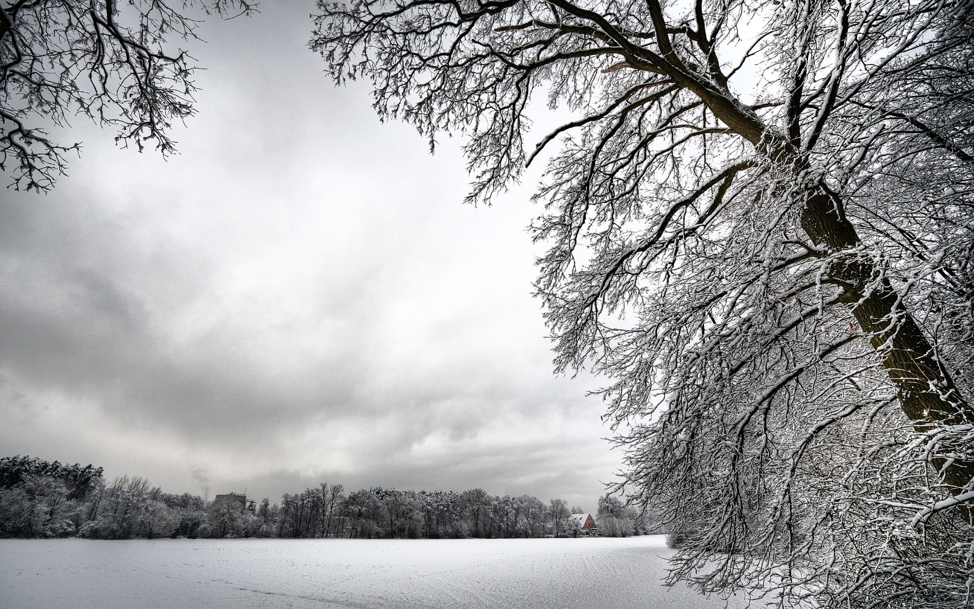 zima drzewo krajobraz śnieg drewno natura zimny świt park pogoda sezon sceniczny oddział mróz mrożona mgła na zewnątrz