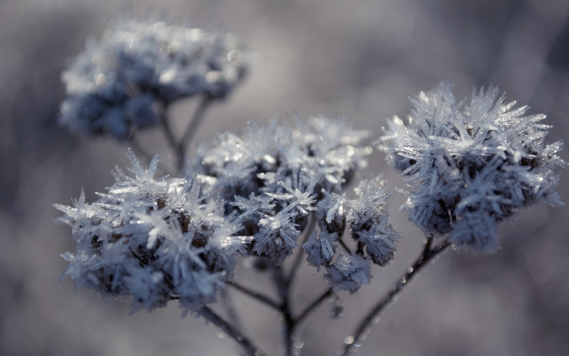 winter frost natur flora saison im freien blume schließen zweig garten baum gefroren schnee wetter frostig blatt wachstum blühen gras