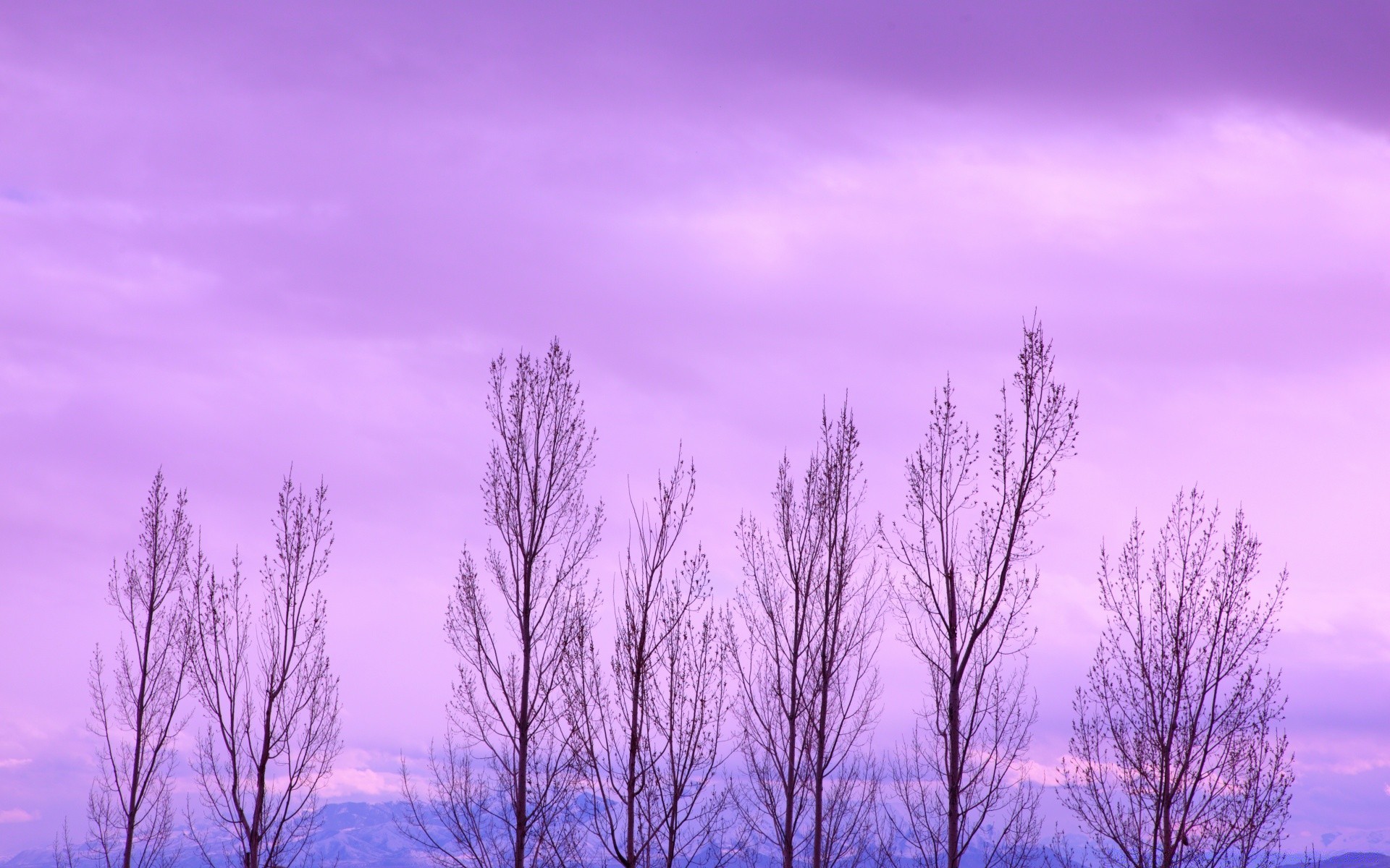 inverno natura alba paesaggio albero nebbia all aperto legno meteo bel tempo nebbia freddo gelo