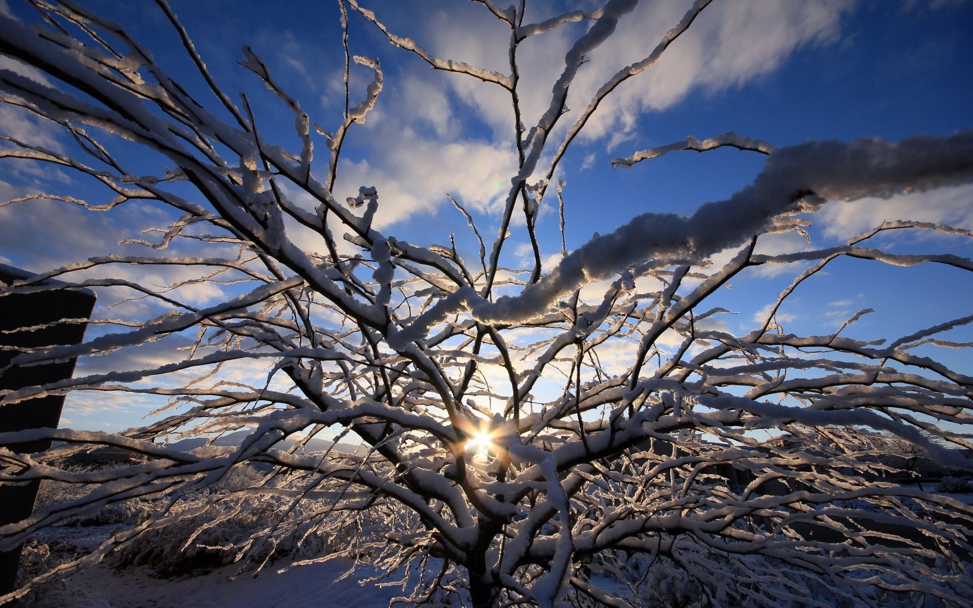 winter tree landscape snow nature sky frost cold branch season dawn wood sun fair weather weather light outdoors ice bright