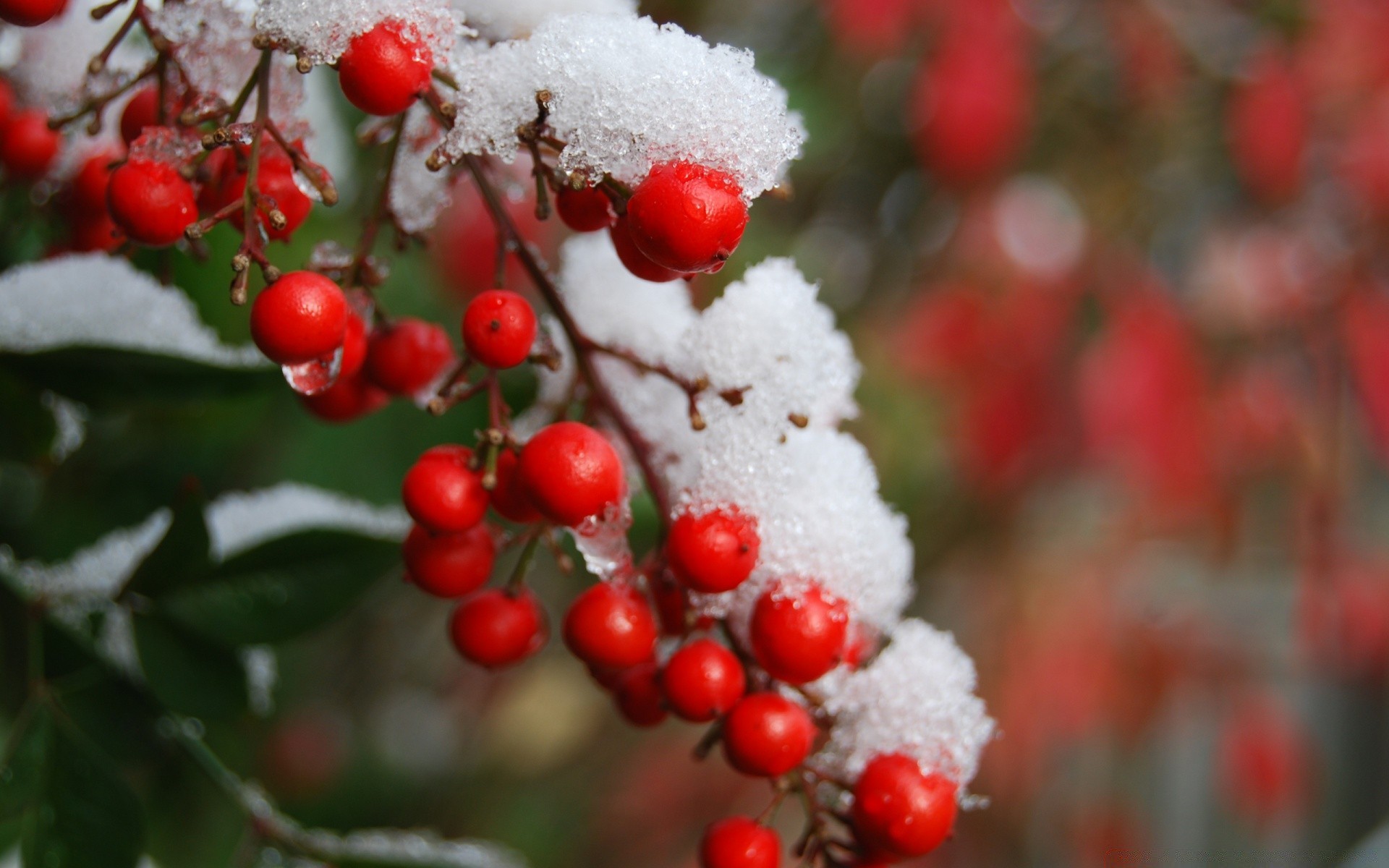 inverno albero stagione ramo natura natale bacca foglia arbusto decorazione colore frutta