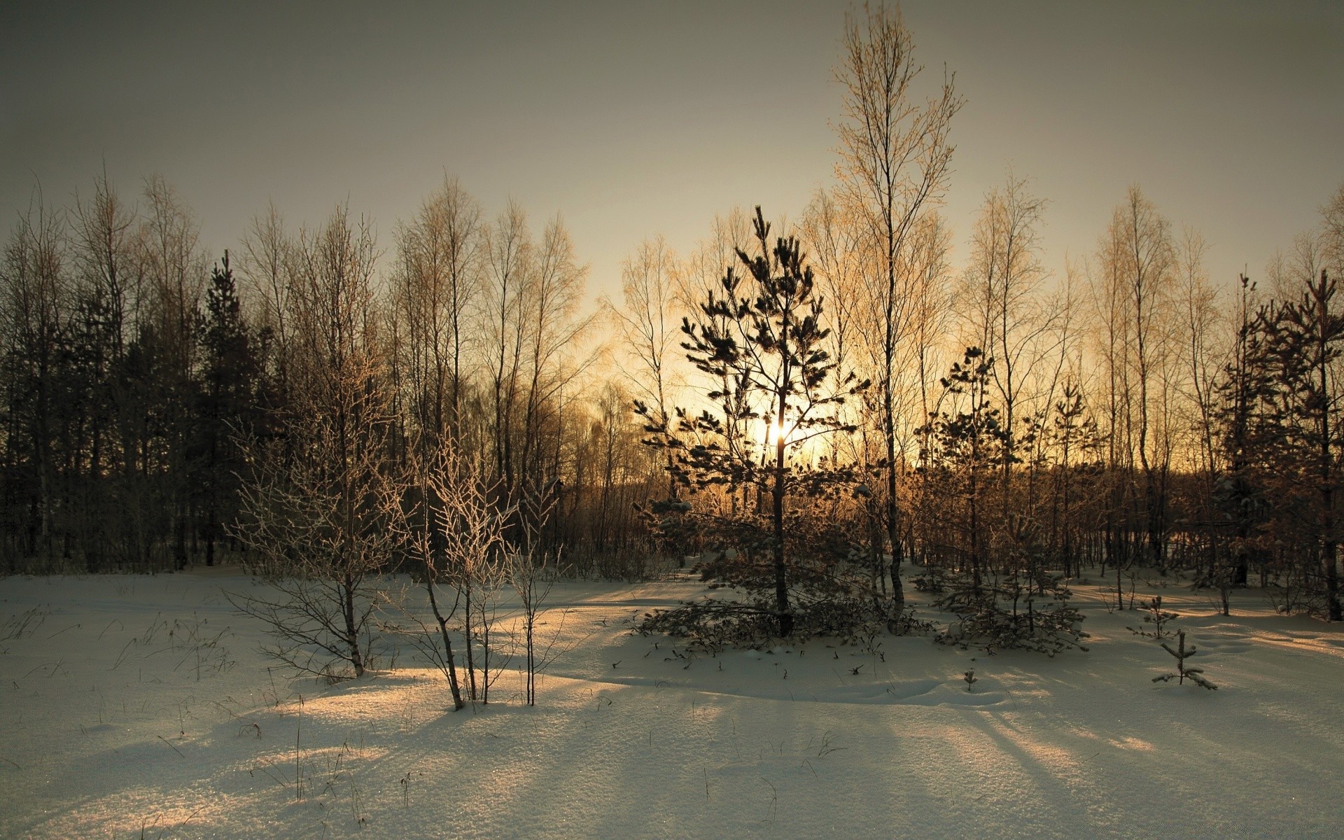 hiver neige bois bois brouillard aube automne paysage gel nature froid brouillard météo à l extérieur glace beau temps congelé coucher de soleil campagne