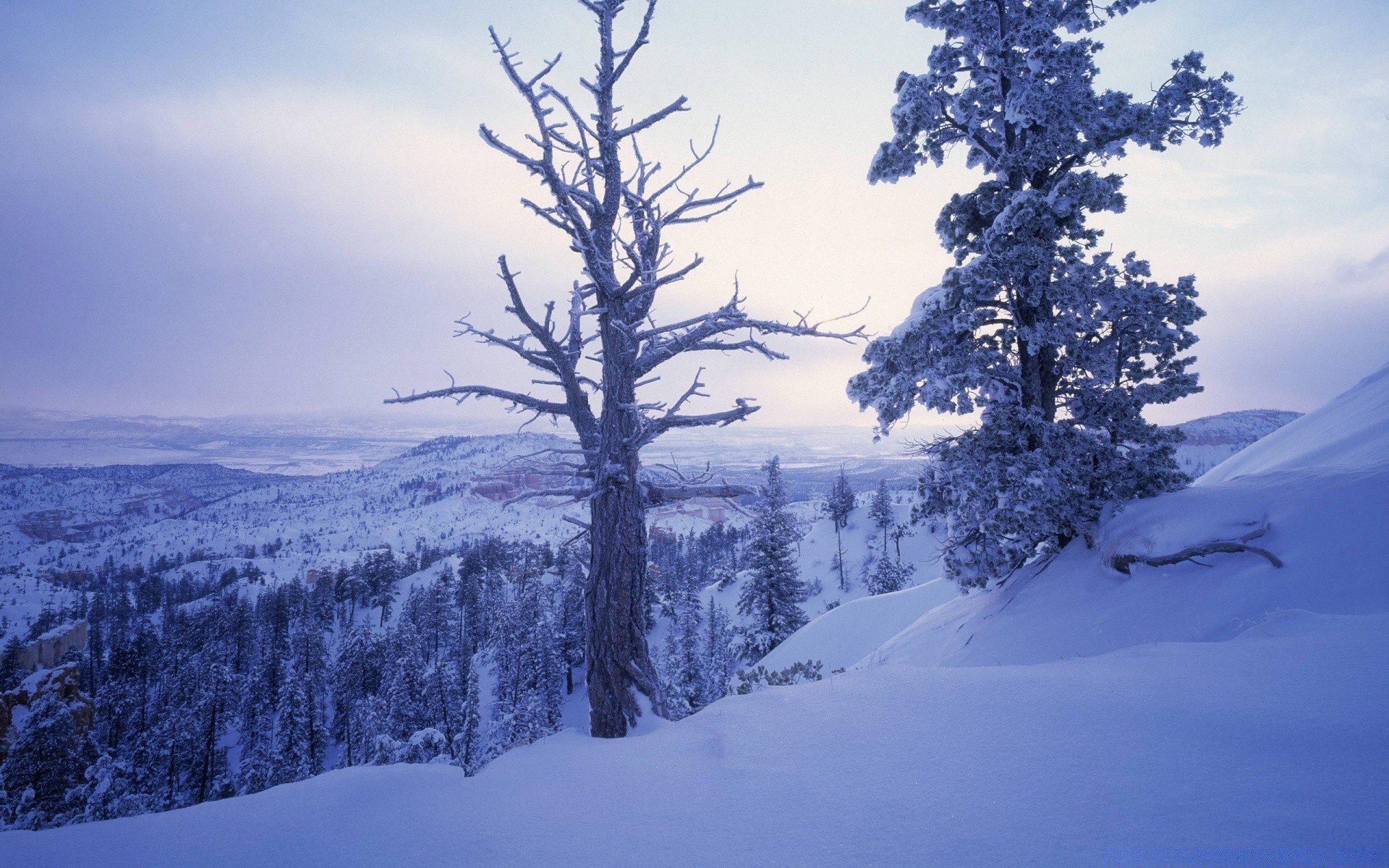 winter snow cold wood landscape mountain scenic frost tree frozen ice weather season evergreen conifer frosty nature hill outdoors