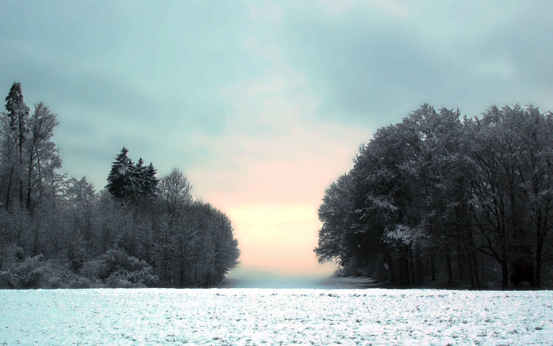 winter snow frost cold tree fog frozen ice landscape nature wood weather outdoors dawn placid fair weather mist