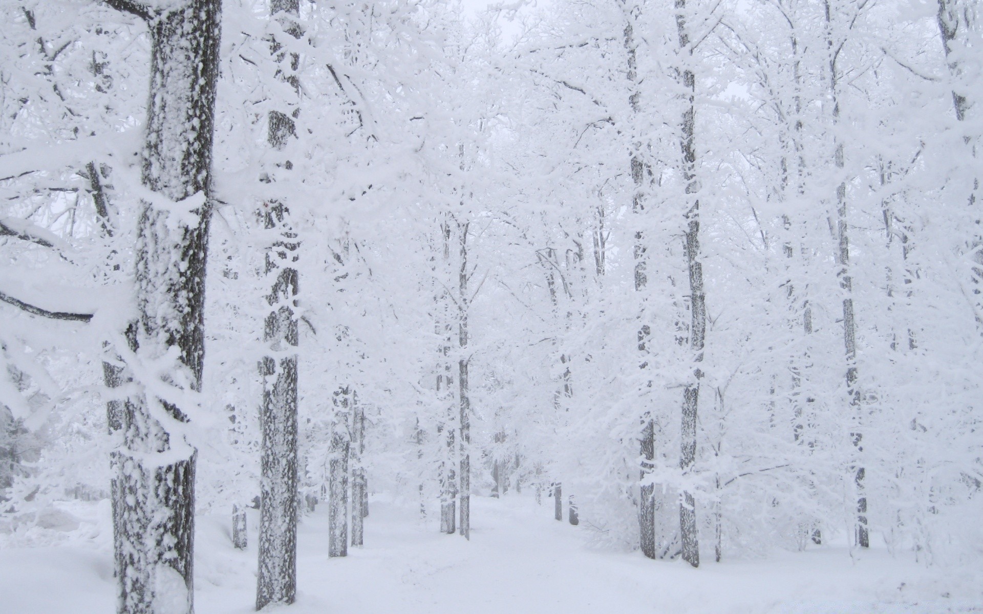 winter snow frost cold frozen wood season ice weather frosty desktop