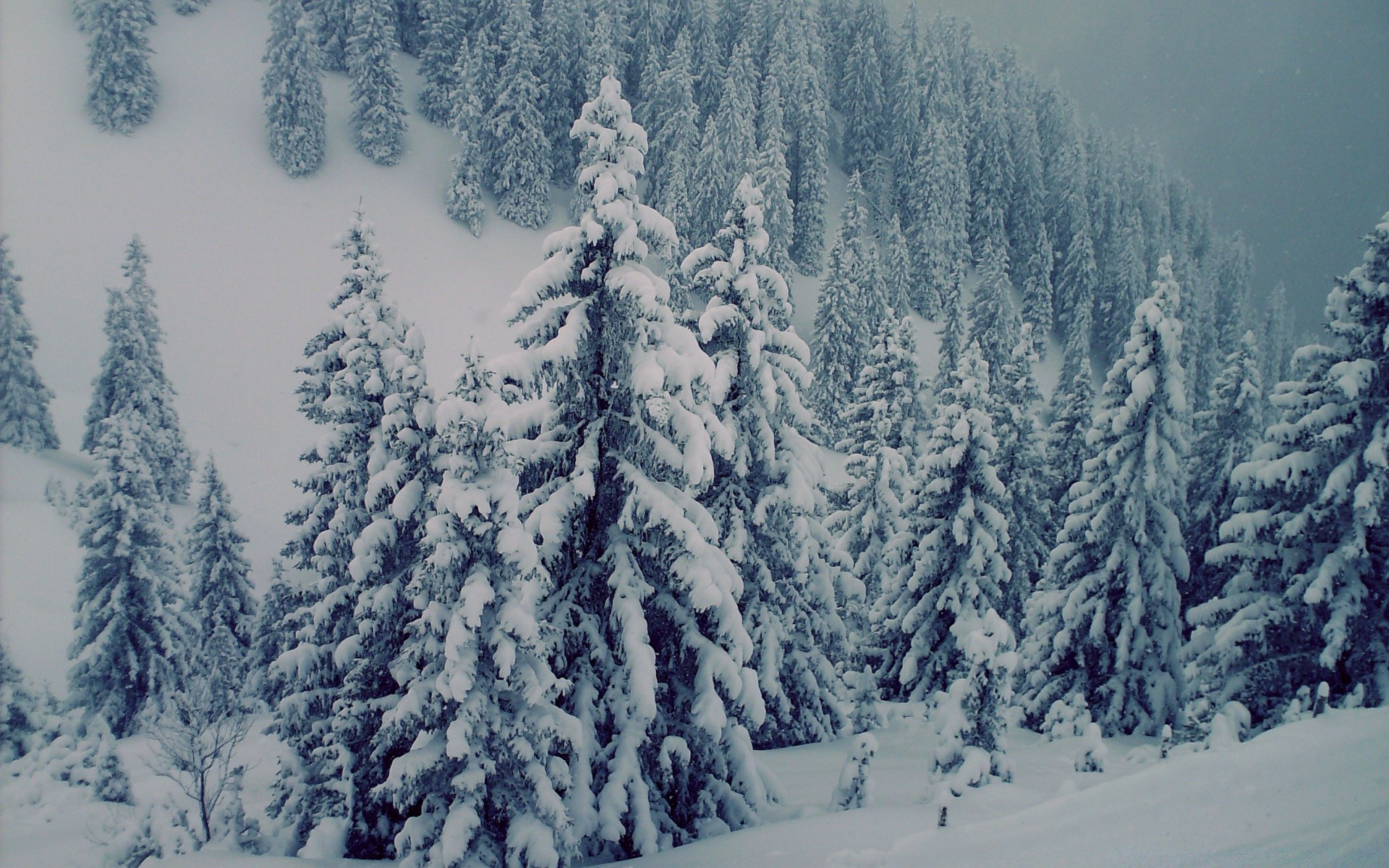 winter snow wood cold frost evergreen conifer tree mountain ice fir frozen landscape scenic season spruce snowy pine